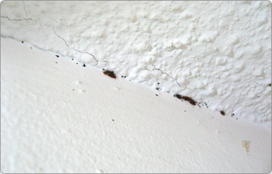 Bedbugs on ceiling